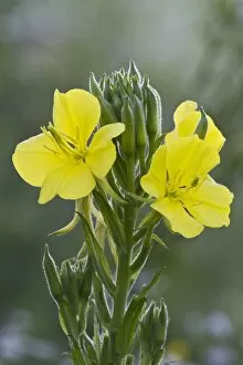 Images Dated 4th July 2014: Common evening primrose -Oenothera biennis-, Burgenland, Austria
