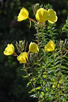 Images Dated 16th July 2013: Common Evening Primrose -Oenothera biennis-, flowering, Bavaria, Germany