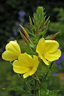 Images Dated 23rd June 2013: Common Evening Primrose -Oenothera biennis-, flowers and buds, Bavaria, Germany