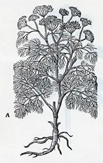 Carrot Prints: Common Fennel; Engraving