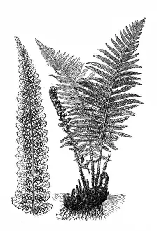 Common fern (Dryopteris filix-mas)
