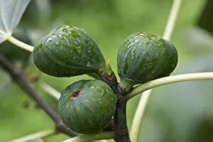 Images Dated 19th July 2012: Common fig -Ficus carica-