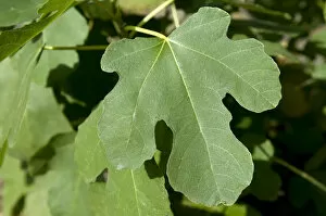 Images Dated 23rd October 2009: Common fig -Ficus carica-, leaf