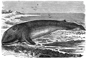 Whale Prints: Common Fin-whale (Physalus antiquorum)