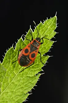 Rhynchota Prints: Common Firebug -Pyrrhocoris apterus-, macro shot, Baden-Wurttemberg, Germany