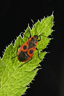 Common Firebug -Pyrrhocoris apterus-, macro shot, Baden-Wurttemberg, Germany