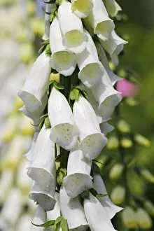 Images Dated 13th June 2012: Common Foxglove -Digitalis purpurea-, white flowers, medicinal plant, poisonous plant