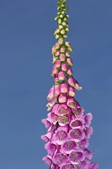 Spermatophyte Gallery: Common foxglove, purple foxglove or ladys glove -Digitalis purpurea-, medicinal plant