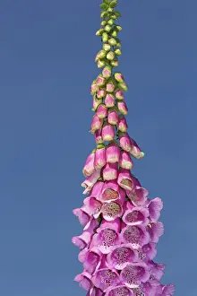 Plantaginaceae Prints: Common foxglove, purple foxglove or ladys glove -Digitalis purpurea
