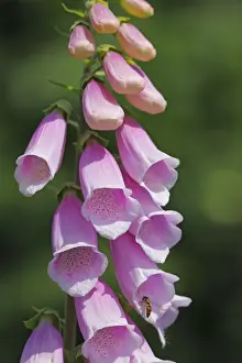 Plantaginaceae Prints: Common foxglove, purple foxglove or ladys glove -Digitalis purpurea