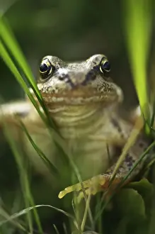 Frogs Prints: Common frog (Rana temporaria)