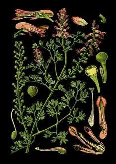 Medicinal and Herbal Plant Illustrations Collection: common fumitory, drug fumitory, earth smoke