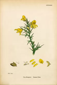 Images Dated 2nd June 2017: Common Furze, Ulex Europaeus, Victorian Botanical Illustration, 1863
