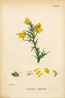 Common Furze, Ulex Europaeus, Victorian Botanical Illustration, 1863