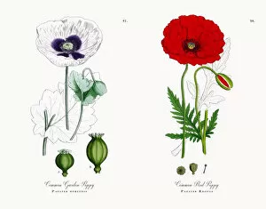 Images Dated 13th November 2017: Common Garden Poppy, Papaver hortense, Victorian Botanical Illustration, 1863