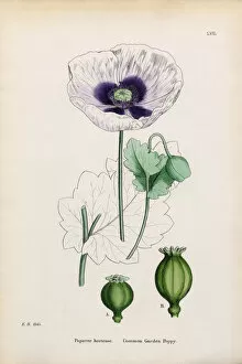 Images Dated 13th January 2017: Common Garden Poppy, Papaver hortense, Victorian Botanical Illustration, 1863
