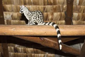 Roof Beam Prints: Common Genet (Genetta genetta) perched in rafters at Ndutu Safari Lodge