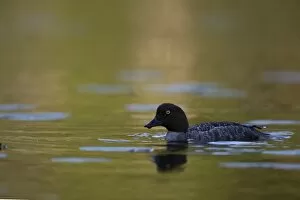 Images Dated 6th August 2014: Common Goldeneye -Bucephala clangula-, Vastra Gotaland County, Sweden