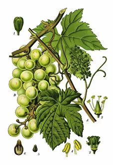 Medicinal and Herbal Plant Illustrations Collection: common grape vine