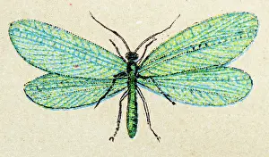 Common Prints: Common green lacewing (Chrysoperla carnea), insect animals antique illustration