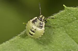 Common Green Shieldbug -Palomena prasina-, larva, Untergroningen, Abtsgmuend, Baden-Wurttemberg, Germany