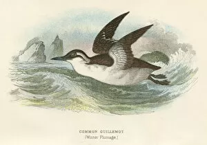 Images Dated 29th September 2017: Common Guillemot birds from Great Britain 1897