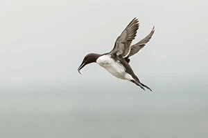 Images Dated 11th June 2013: Common Guillemot -Uria aalge-, in flight, Farne Islands, Northumberland, England, United Kingdom