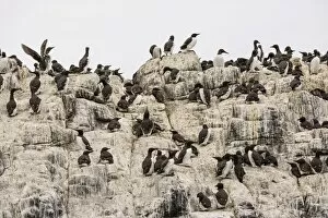 Images Dated 11th June 2013: Common Guillemots -Uria aalge-, Farne Islands, Northumberland, England, United Kingdom