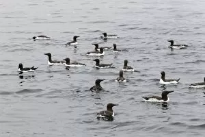 Images Dated 10th June 2013: Common Guillemots -Uria aalge-, Farne Islands, Northumberland, England, United Kingdom