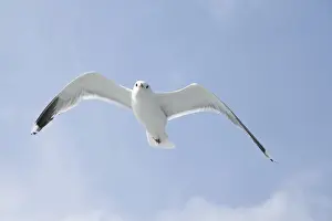 Midair Prints: Common Gull (Larus canus)