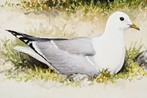 Common gull (Larus canus), sitting in grass, side view