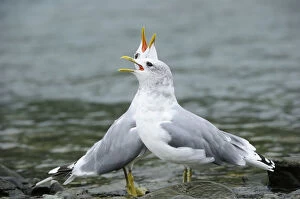 Opened Gallery: Two Common Gulls -Larus canus- standing in the water and greeting each other