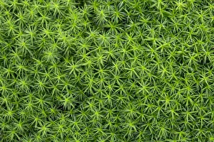 Images Dated 31st December 2012: Common haircap moss, common hair moss, great gold headed or Great Goldilocks -Polytrichum