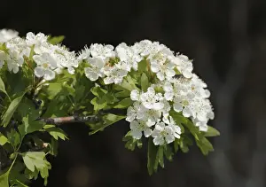 Variety Prints: Common hawthorn (Crataegus monogyna), Ireland, Europe