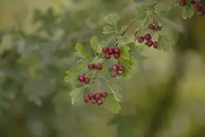 Herbs Prints: Common hawthorn (Crataegus monogyna)
