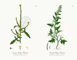 Images Dated 16th November 2017: Common Hedge Mustard, Sisymbrium Officinale, Victorian Botanical Illustration, 1863
