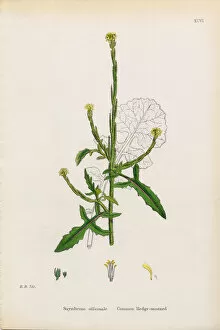 Images Dated 18th January 2017: Common Hedge Mustard, Sisymbrium Officinale, Victorian Botanical Illustration, 1863
