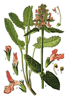 Images Dated 15th April 2019: common hedgenettle, betony, purple betony, wood betony, bishopwort, bishops wort