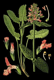 Images Dated 15th April 2019: common hedgenettle, betony, purple betony, wood betony, bishopwort, bishops wort
