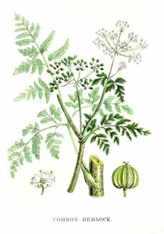 Images Dated 1st May 2017: Common Hemlock botanical engraving 1847