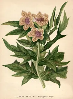 Common Henbane