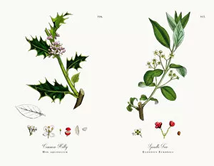 Images Dated 4th December 2017: Common Holly, Hex aquifolium, Victorian Botanical Illustration, 1863