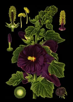 Medicinal and Herbal Plant Illustrations Collection: common hollyhock