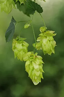 Images Dated 3rd September 2011: Common Hop -Humulus lupulus-, flower cones, hops, Europe