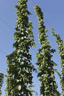 Common Prints: Common Hops (Humulus lupulus) with mature flower cones in a hop garden