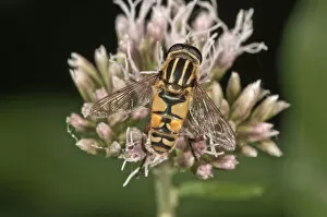 Common Hoverfly -Helophilus pendulus-, sucking nectar, Untergroeningen, Baden-Wuerttemberg, Germany, Europe