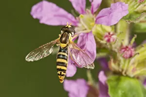 Common Hoverfly -Spaerophoria scripta-, female sucking nectar, Untergroeningen, Baden-Wuerttemberg, Germany, Europe