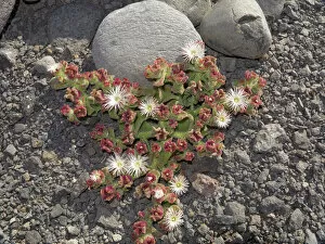 Common Ice Plant or Crystalline Iceplant -Mesembryanthemum crystallinum-, La Gomera, Canary Islands, Spain, Europe