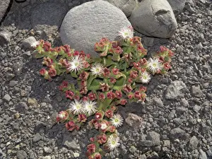 Spanish Prints: Common Ice Plant or Crystalline Iceplant -Mesembryanthemum crystallinum