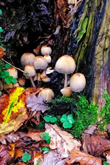Images Dated 30th October 2014: Common Inkcap (Coprinopsis atramentaria)